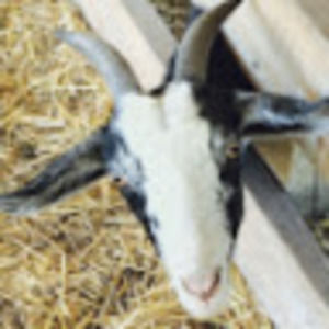 Meet your Posher, Lucy